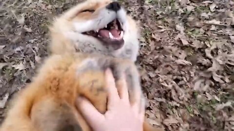 Listen to the laughter of the foxes