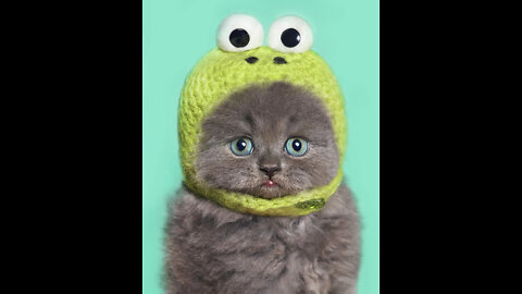 Funny Pets