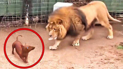 Troll Prank Dog Funny & fake Lion and Fake Tiger Prank To dog & Huge Box Prank to dog