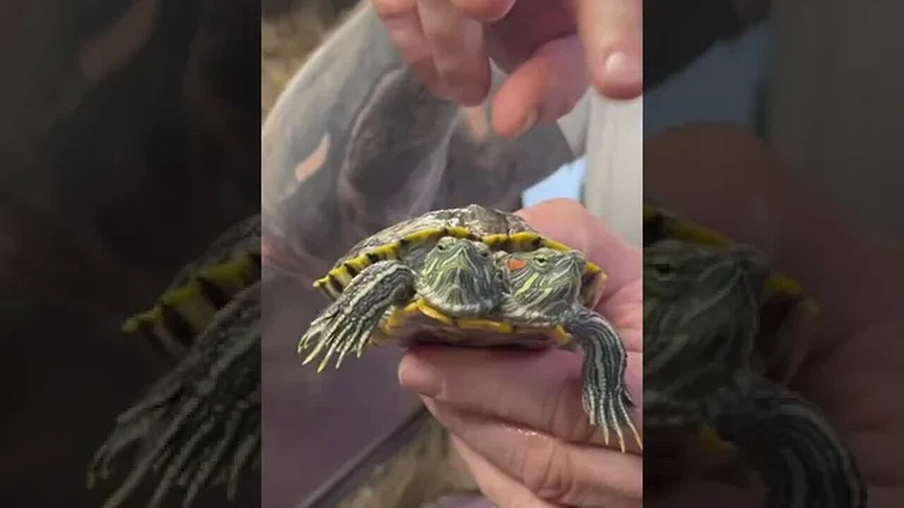The word of the day for you is polycephaly, which means two heads like chopsticks here 🐢 🐢