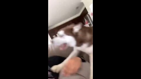 Funniest animals in tiktok🙈😍😍
