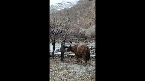 Yak