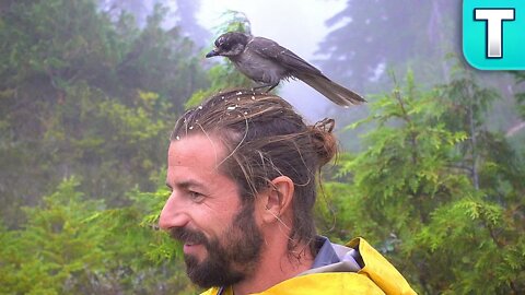 The World's Smartest Bird | Whisky Jacks
