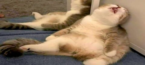 Cat memes to cure anxiety and depression in 2022