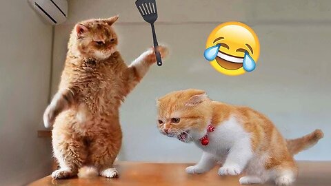 Funniest Animals 2023 😂 Best Funny Cats and Dogs Videos 😹🐶