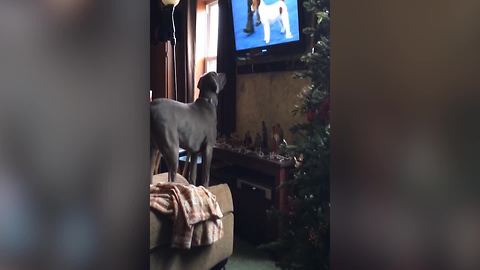 Cute Dog Watches A Dog Show On TV