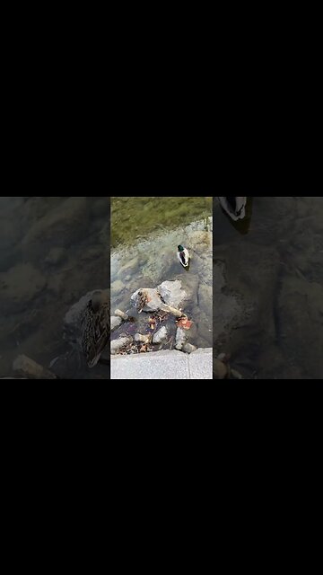 청계천 청둥오리