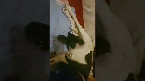 5 Puppies so far