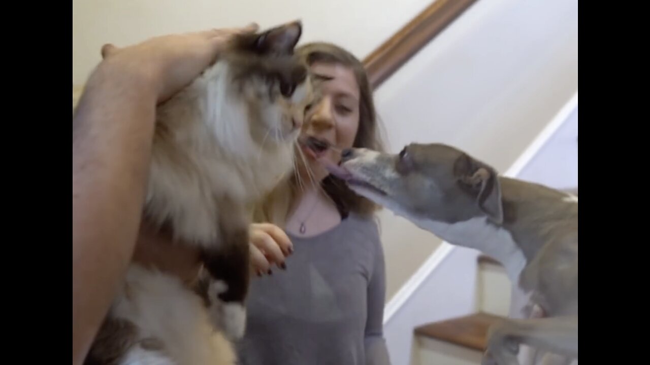 My Cat meets Dogs the First Time | 🐱 meets 🐶