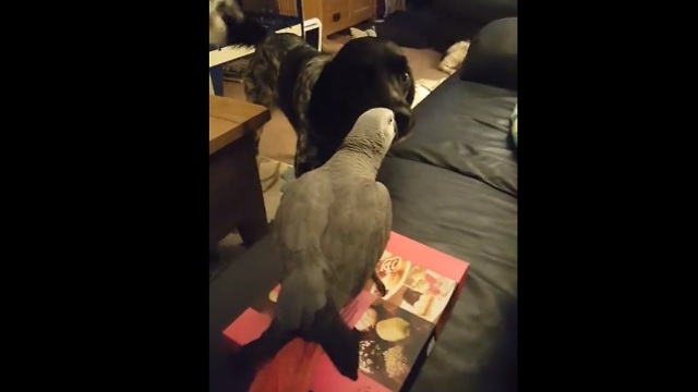 Dog and parrot go to war for box of chocolates