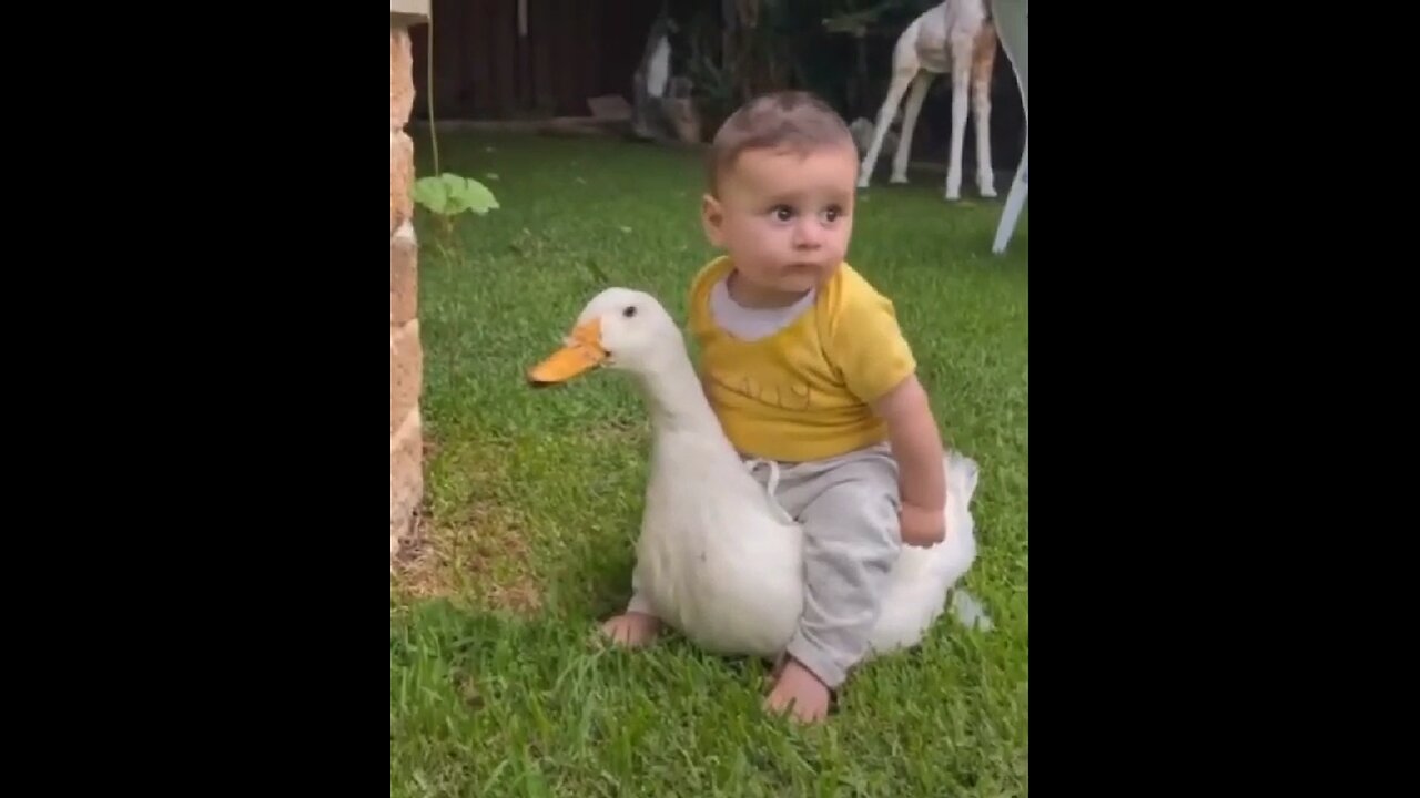 Riding on a duck