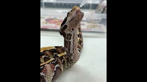 Descover earth | Found in southern and eastern Australia, tiger snakes #shorts(5)