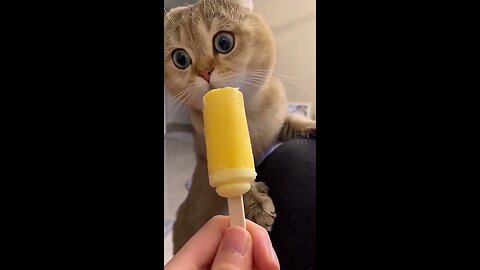 Best Funniest Animals Video of 2022 - Cute Cats😹 and Funny Dogs🐶 Videos!
