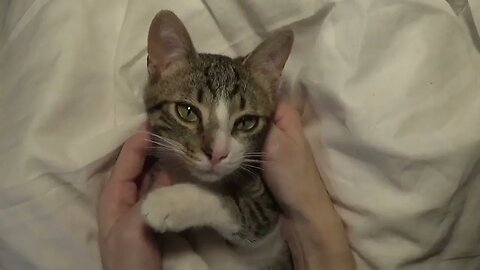 Cute Little Cat Shows His White Socks