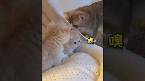 CAT VIDEO