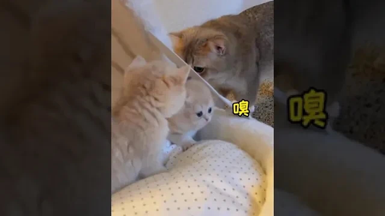CAT VIDEO