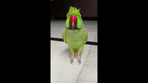 animal funny video