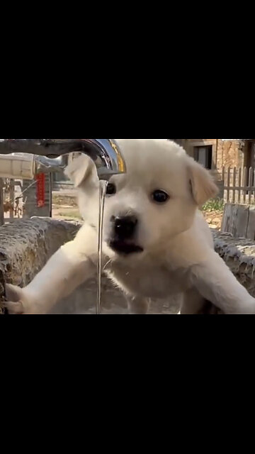 The Adorable Dog —Funniest animal videos2024