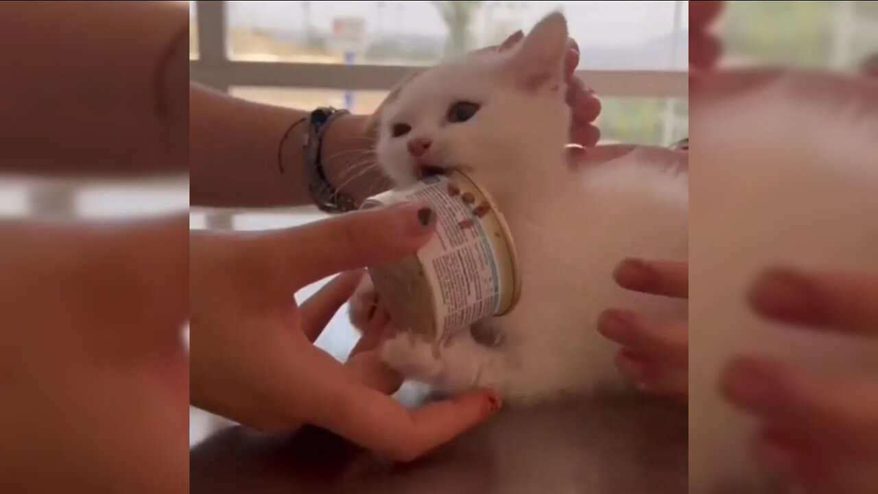 Cat is Not Giving up its Food Box | Very Funny Video You Don't Skip This Video