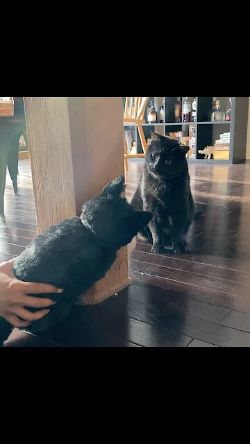 The First Rule Of Kitty Fight Club Is You Do Not Talk About Kitty Fight Club