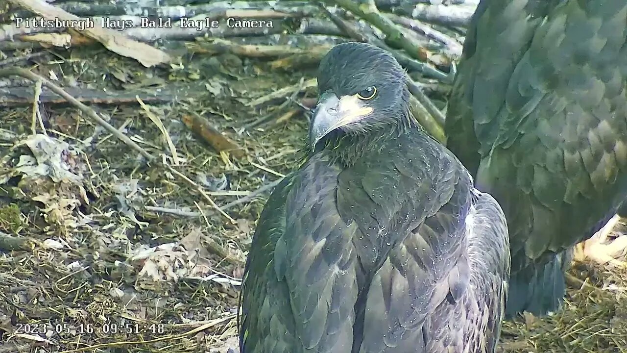 Hays Eagles H20 closeup, gorgeous eaglet! 05-16-2023 9:51am