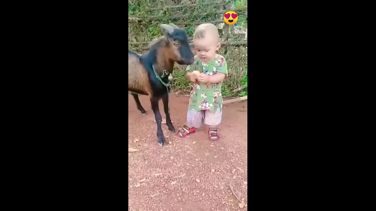 Goat and babby