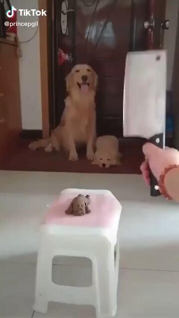 Funny dogs reacting when seeing danger