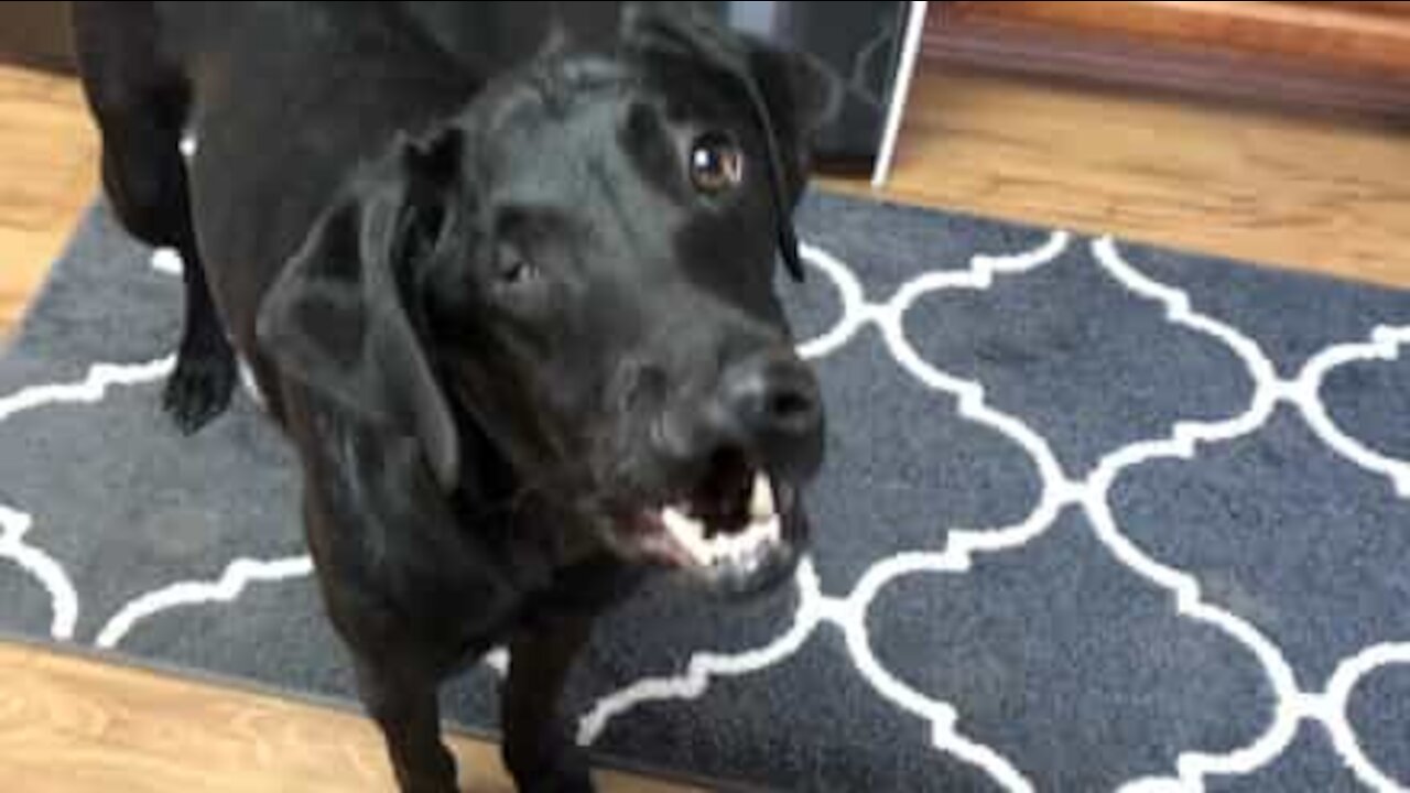 Dog takes feeding time to new heights