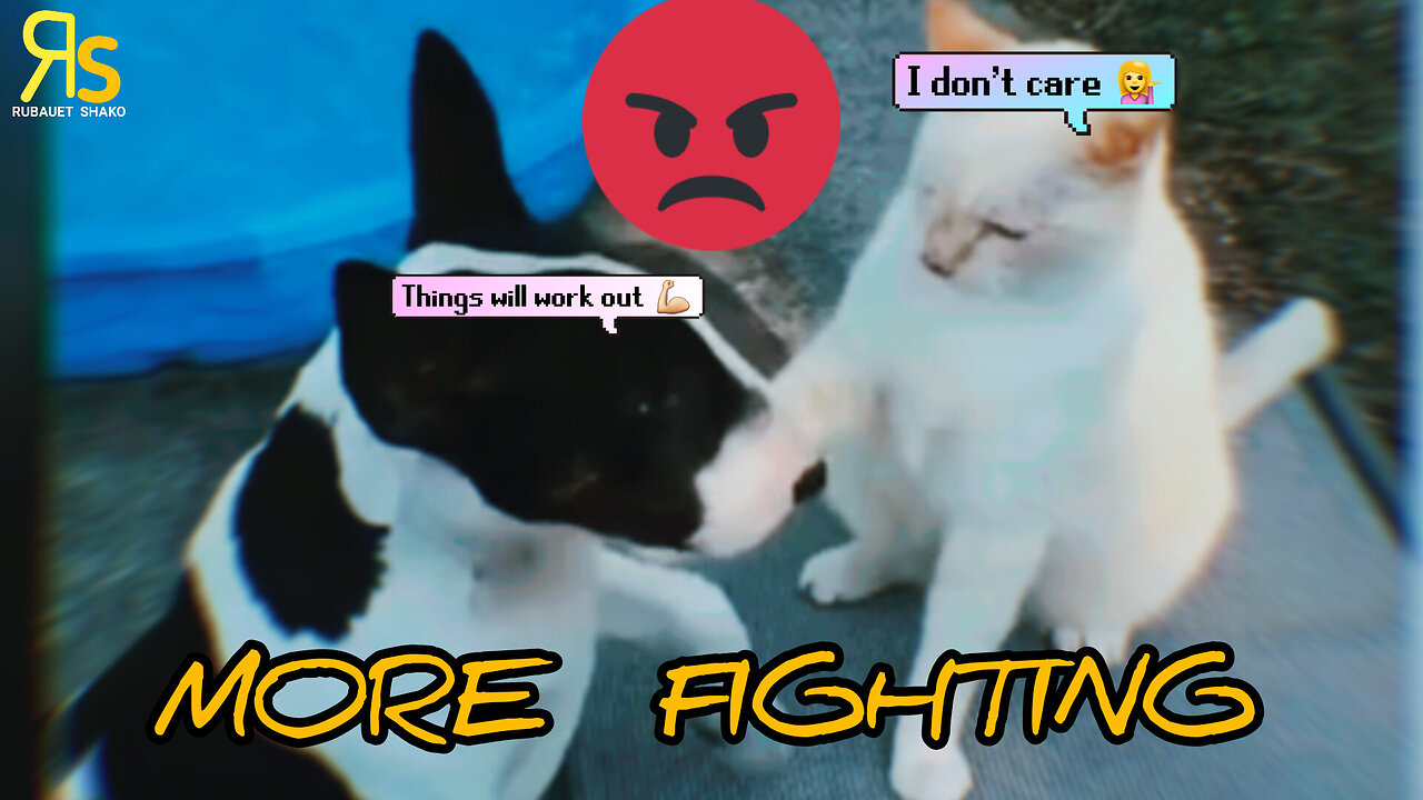 Children’s Funny Video | Dog And Cat 🤬 More Fighting