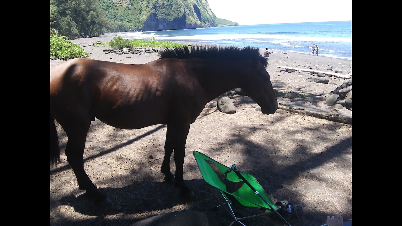 Waipio Beach and up the worlds steepest road