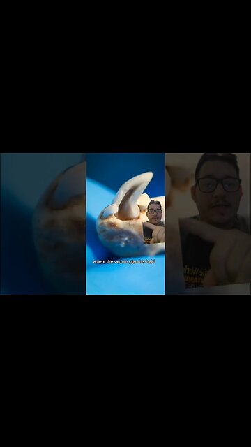 The solenadon is a venomous mammal