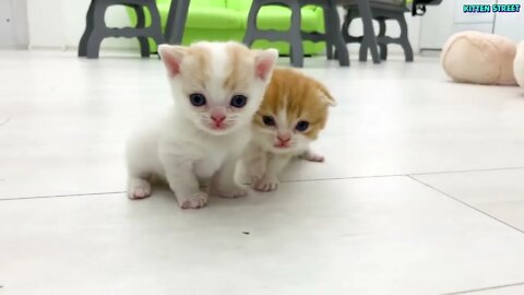 Kitten Willie teaches his sister to run