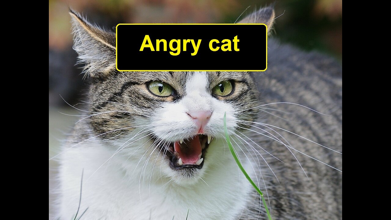 You can see a CAT
