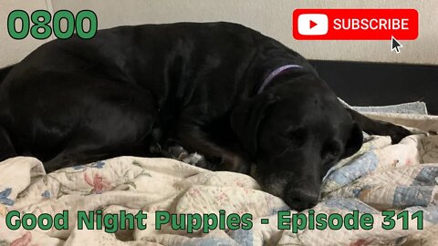 [0800] GOOD NIGHT PUPPIES - EPISODE 311 [#dogs #doggos #doggies #puppies #dogdaycare]