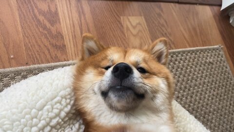 POV petting a doge