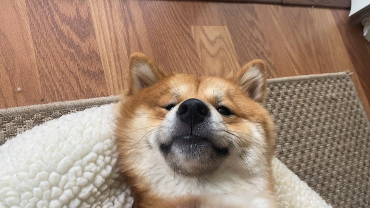 POV petting a doge