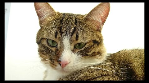 Cat Photography