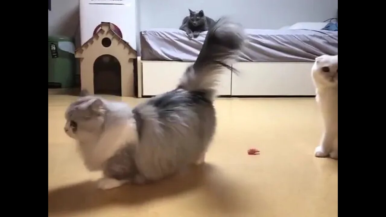 Cat 🐈fun #ytshorts #shorts #PetpupFun #Fun #Dogs #Cats #Entertaiment #trending #viral