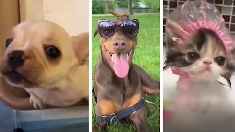 Try not to Laugh! Super Funny Cats and Dogs Compilation!!