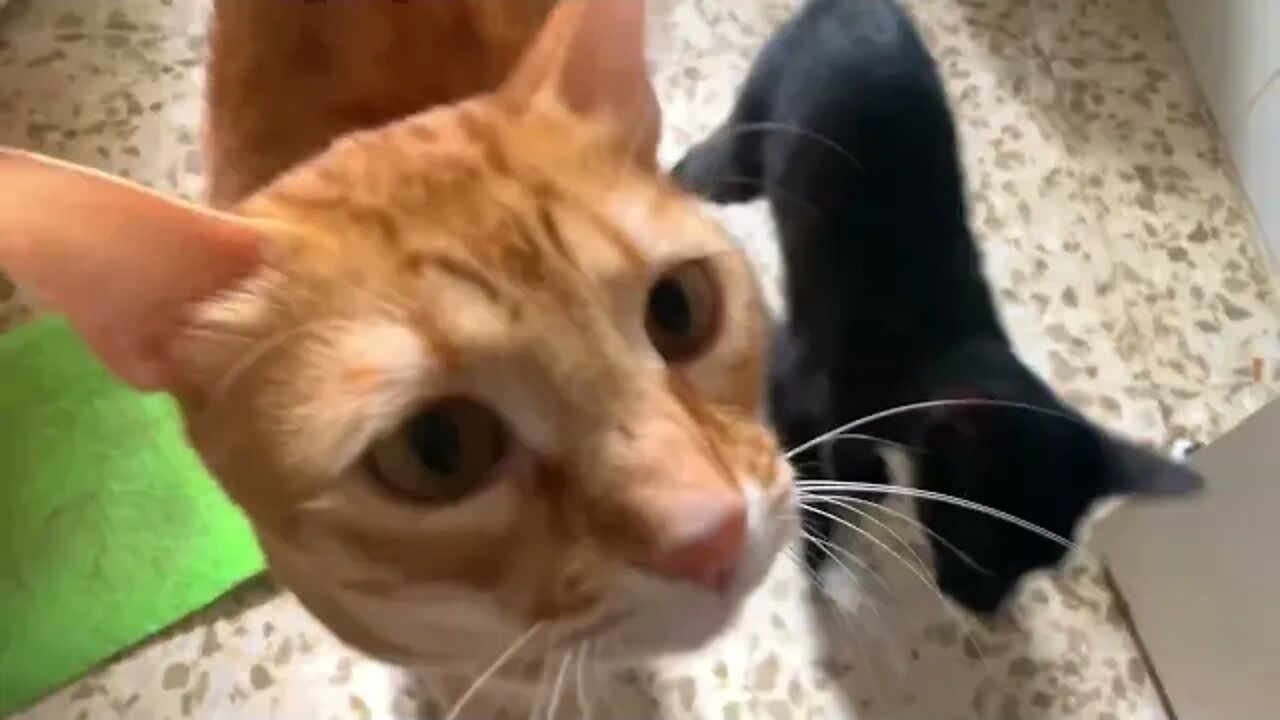 Little Black Kitten Makes Big Drama Over Food [Lots Of Meows]