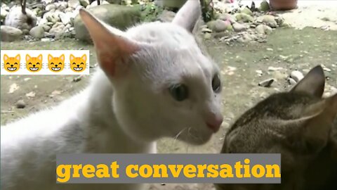 Meaningful Conversations ~ Funny Cat Videos