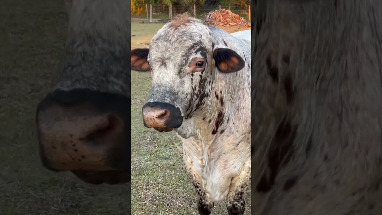 Bull! #bull #cow #cattle #cattlefarm #cattleranch #shorts