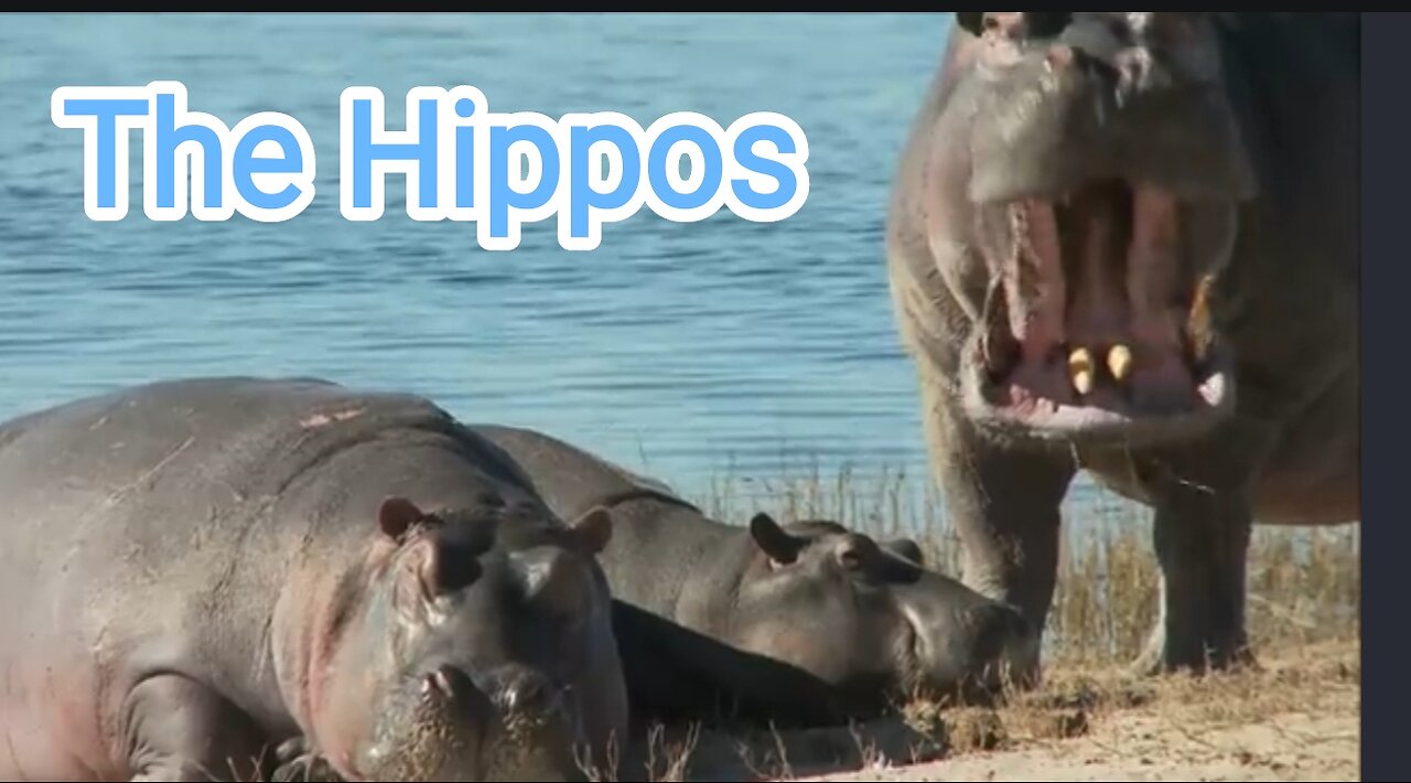 This hippos video !!!