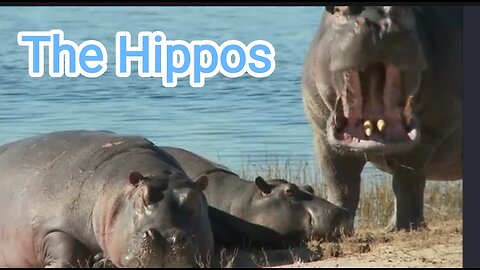 This hippos video !!!