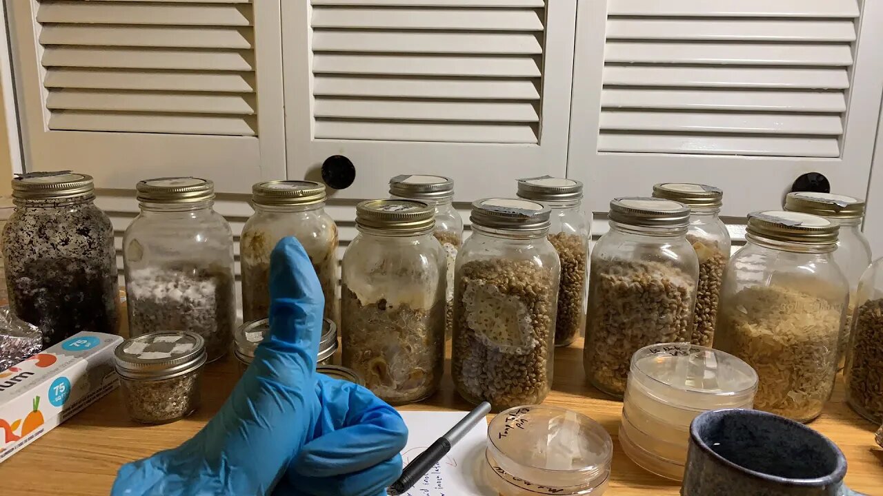 Fungi and Chill 9