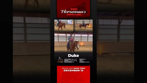 Group 4 - ♦𝐓𝐇𝐄 𝓗𝓸𝓻𝓼𝓮𝓶𝓪𝓷'𝓼 𝐒𝐇𝐎𝐖𝐂𝐀𝐒𝐄♦ - online auction ending Monday | December 12th! Horsebid.com