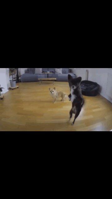Dancing pup caught on doggy cam busting a move
