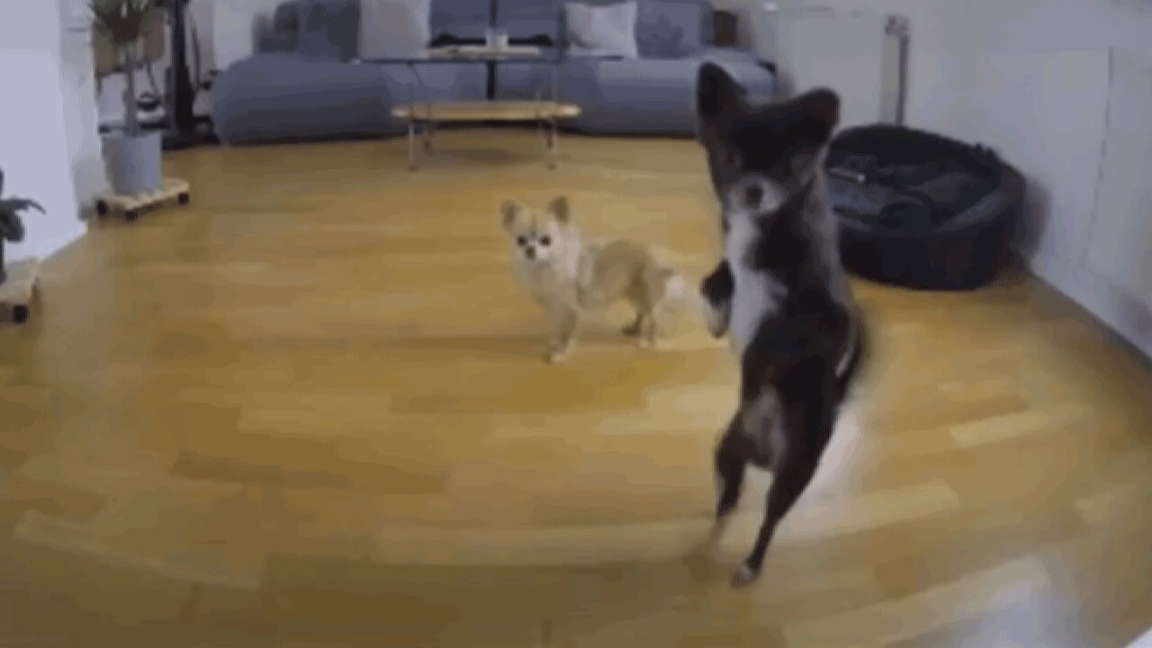 Dancing pup caught on doggy cam busting a move