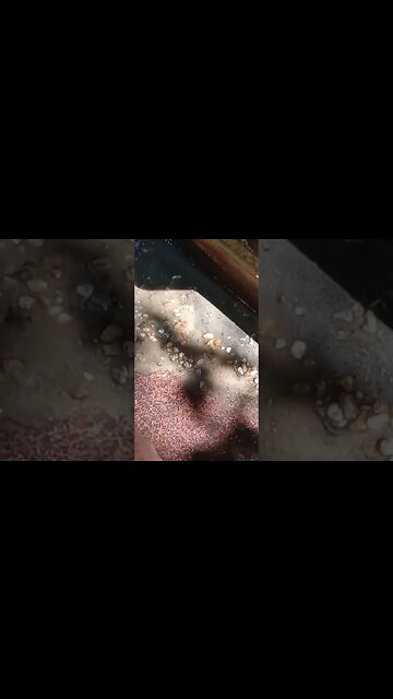 Clean up at Thermal City! #gold #shorts