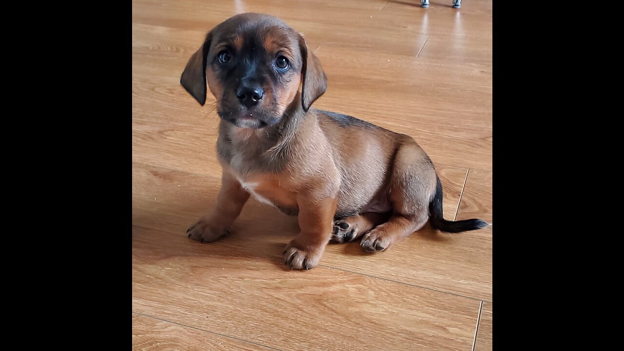 Puppies are the greatest